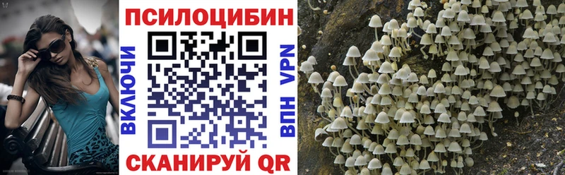Псилоцибиновые грибы Psilocybe  Вязники 